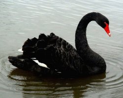 00-black-swan-240815.jpg