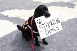 Stop-Killing-Dogs.jpg