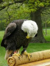 916843b9f79fb984a31fcc883b042b00---never-forget-bald-eagles.jpg