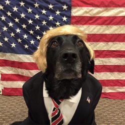 donald-trump-dressed-dog.jpg