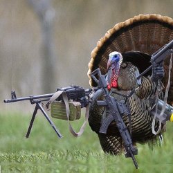 armed-turkey.jpg