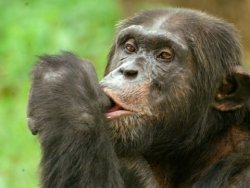 chimp-monkey-suck-thumb.jpg