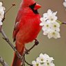 cardinalny